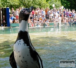 Tučniak v ZOO sa podľa veterinárov zrejme otrávil ropuchou