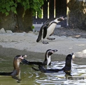 Ošetrovatelia a veterinári skúmajú príčiny úhynu tučniakov v ZOO
