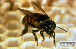 V Turecku havarovala dodávka s včelami, tie doštípali aj záchranárov