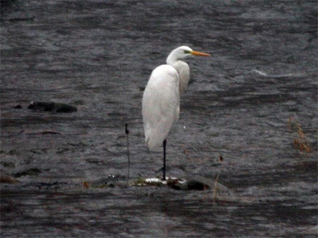 Volavka biela - Egretta alba