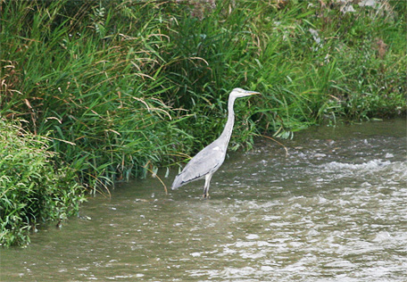 Volavka popolav - Ardea cinerea