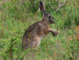 Zajac pon - Lepus europaeus