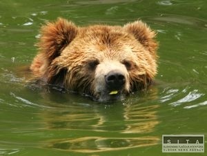 V ZOO znášajú horúčavy najhoršie medvede, vlky a zubry